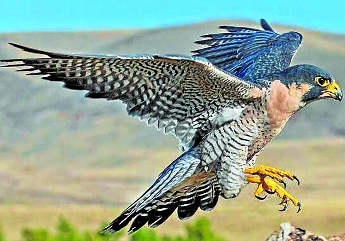 Ejemplar de halcón peregrino.