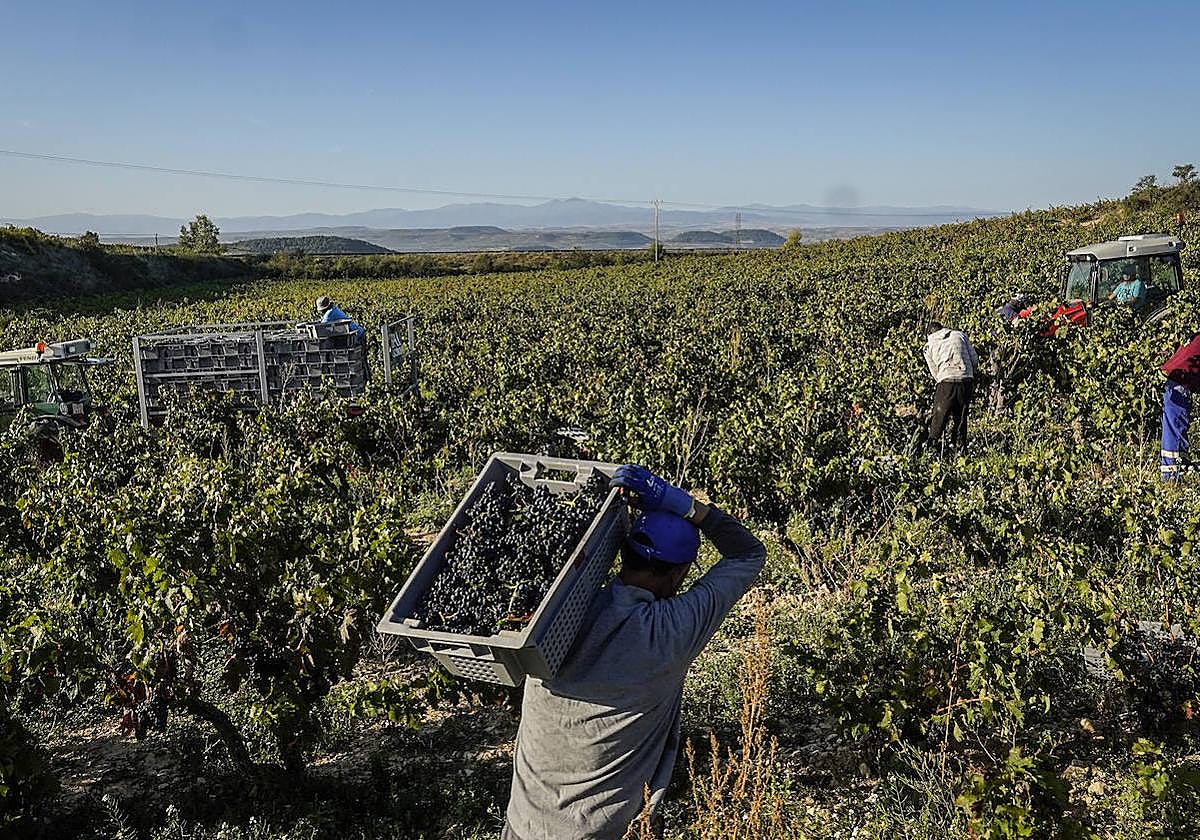Temporeros recogen uva en la pasada vendimia.