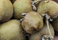 Kiwis:
