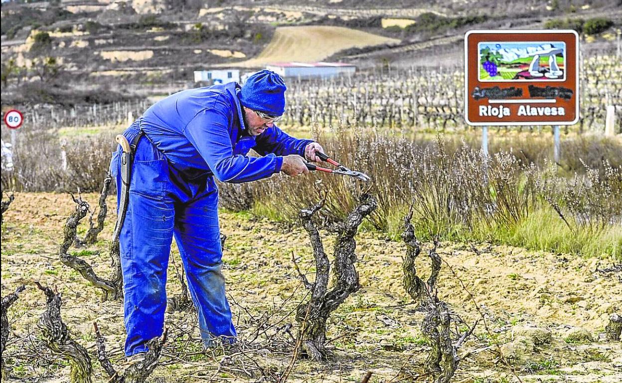 Un agricultor de Labastida realiza labores de poda. 