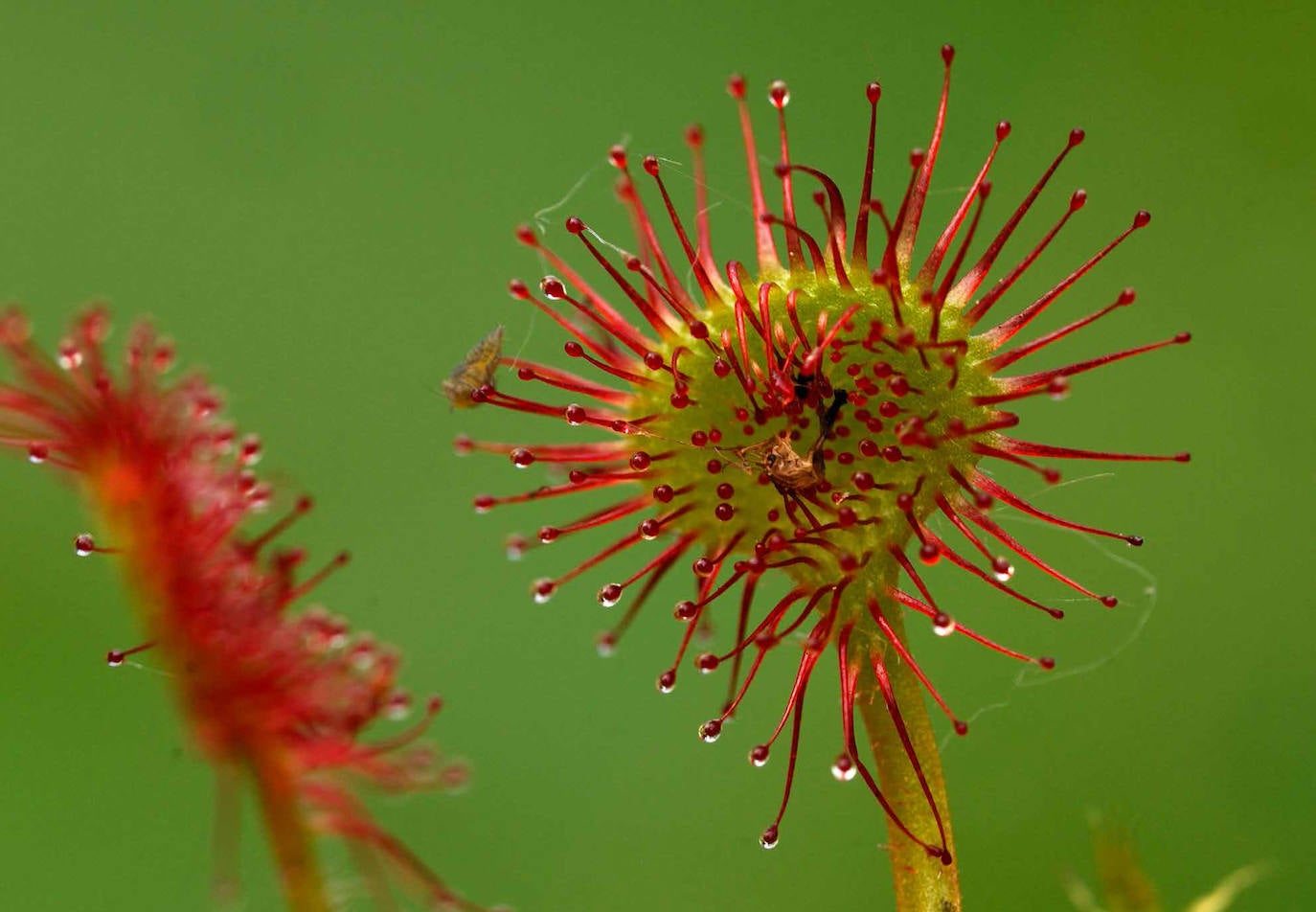 Drosera o rocío del sol