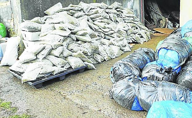 Las marihuana estaba ya cortada en cogollos y envasada en grandes bolsas preparadas para ser distribuidas. 