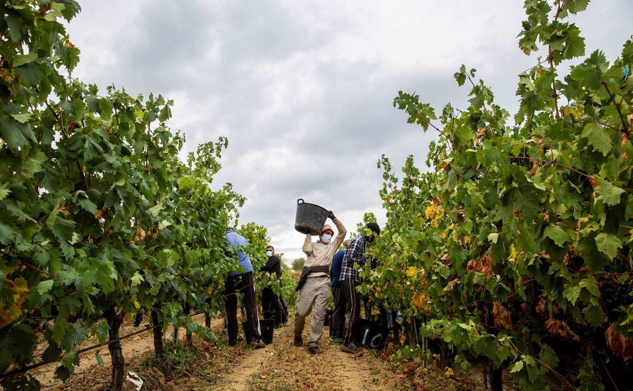 Varios temporeros, en plena vendimia en Rioja Alavesa.