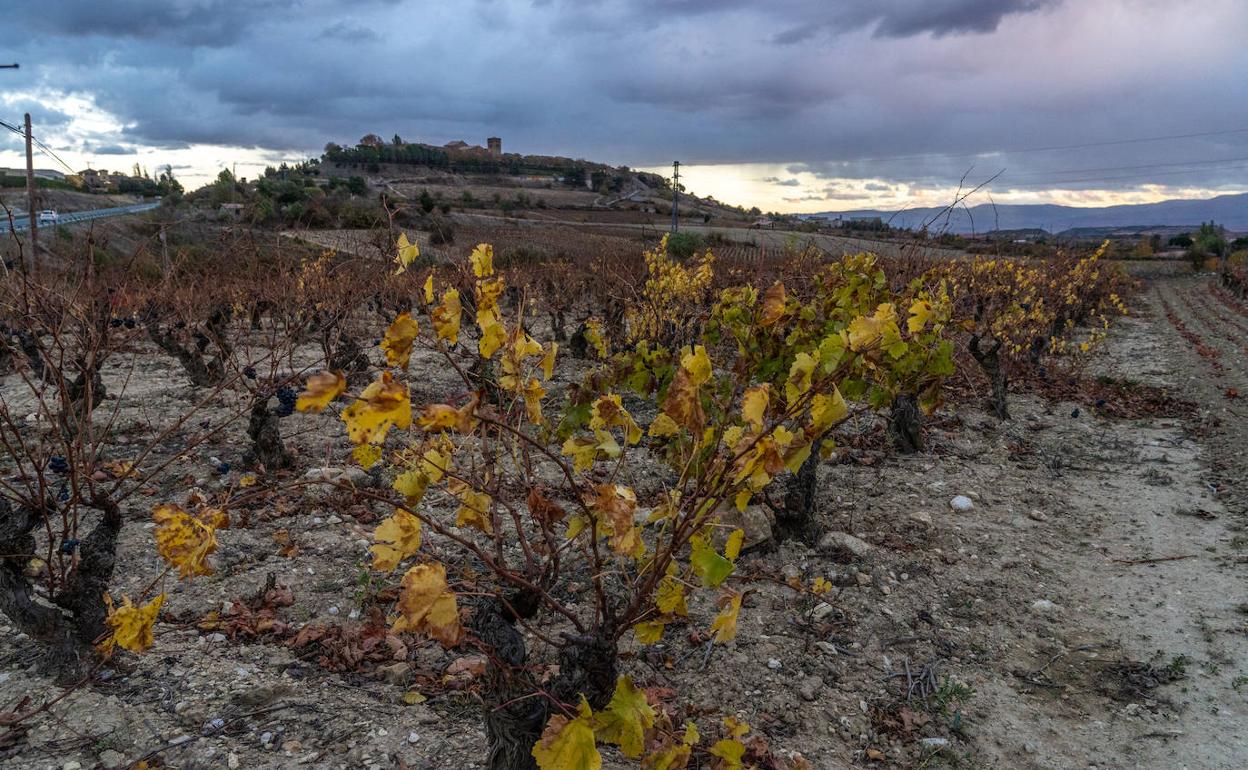 Viñedos en Rioja Alavesa. 