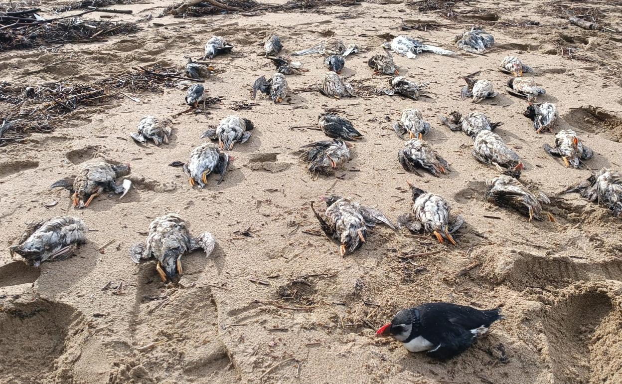 Ejemplares de frailecillo muertos en la playa de Bakio, en una imagen cedida por un vecino. 