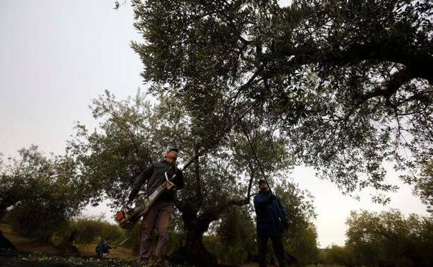 Olive harvest