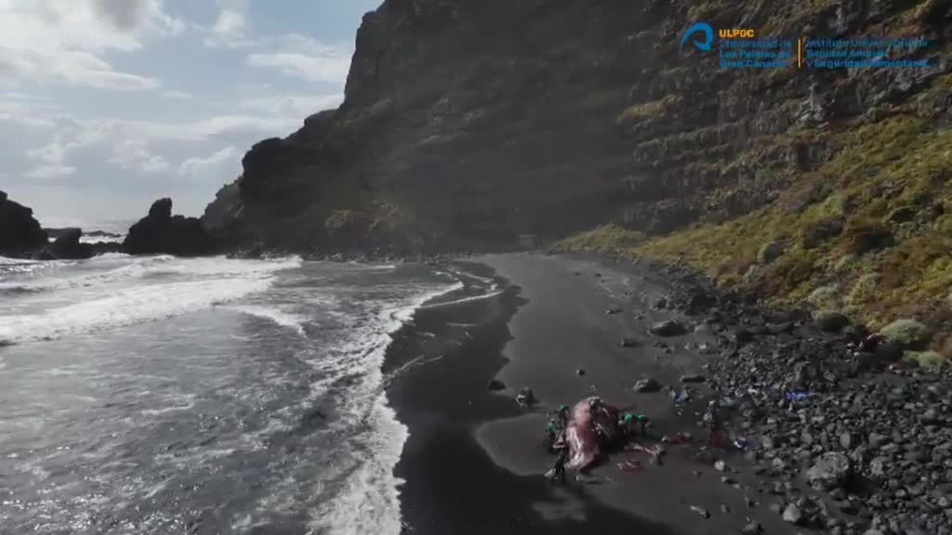 Un cachalote muerto en La Palma llevaba 9 kilos de ámbar gris dentro de su intestino