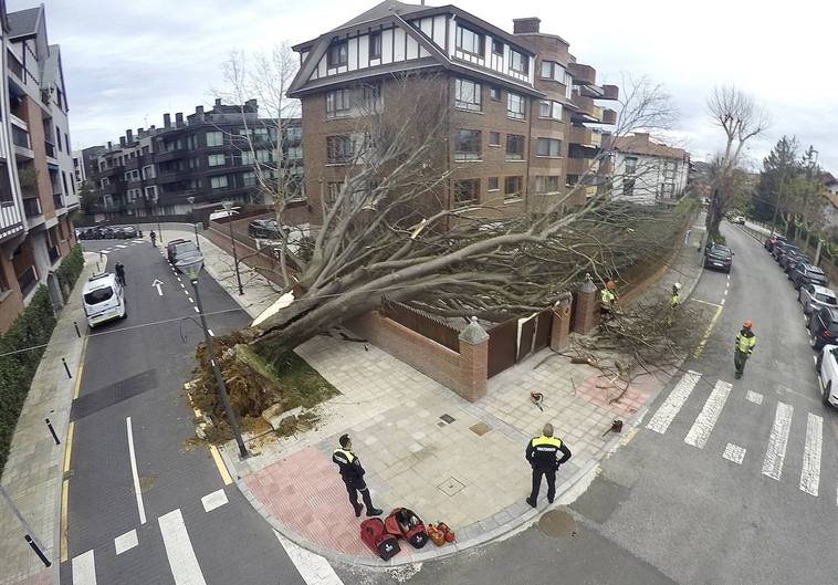 Imagen del árbol caído en la calle Ormetxe de Getxo.