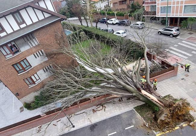 Operarios trabajan para despejar el acceso al edificio de la calle Ormetxe de Getxo sobre el que se ha desplomado un árbol.