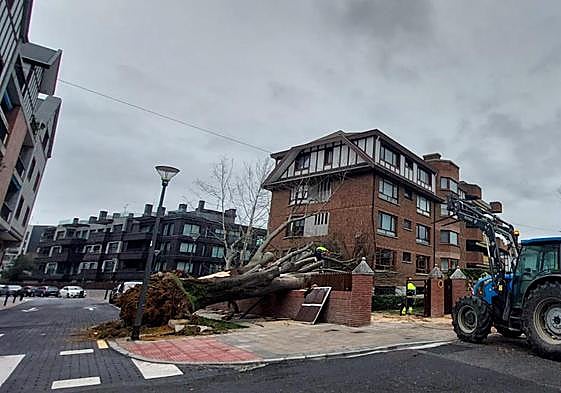 Los operarios de jardinería del Ayuntamiento procedieron ayer a primera hora a retirar el tilo centenario que cayó sobre sus viviendas.