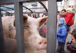 Bendición de la cerda Tomasa en la última rifa de San Antón en Vitoria.