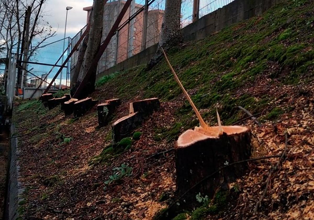 Se han talado más de una veintena de árboles en el instituto de Cruces.