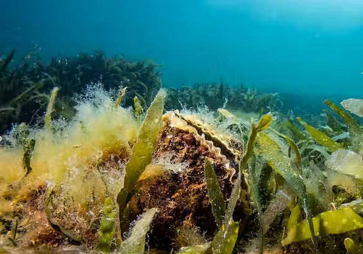 Ostras para restaurar ecosistemas degradados