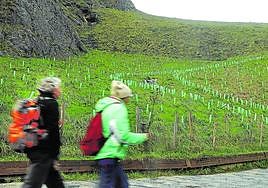 Dos caminantes pasan delante del robledal que la Diputación vizcaína plantó hace casi tres años.