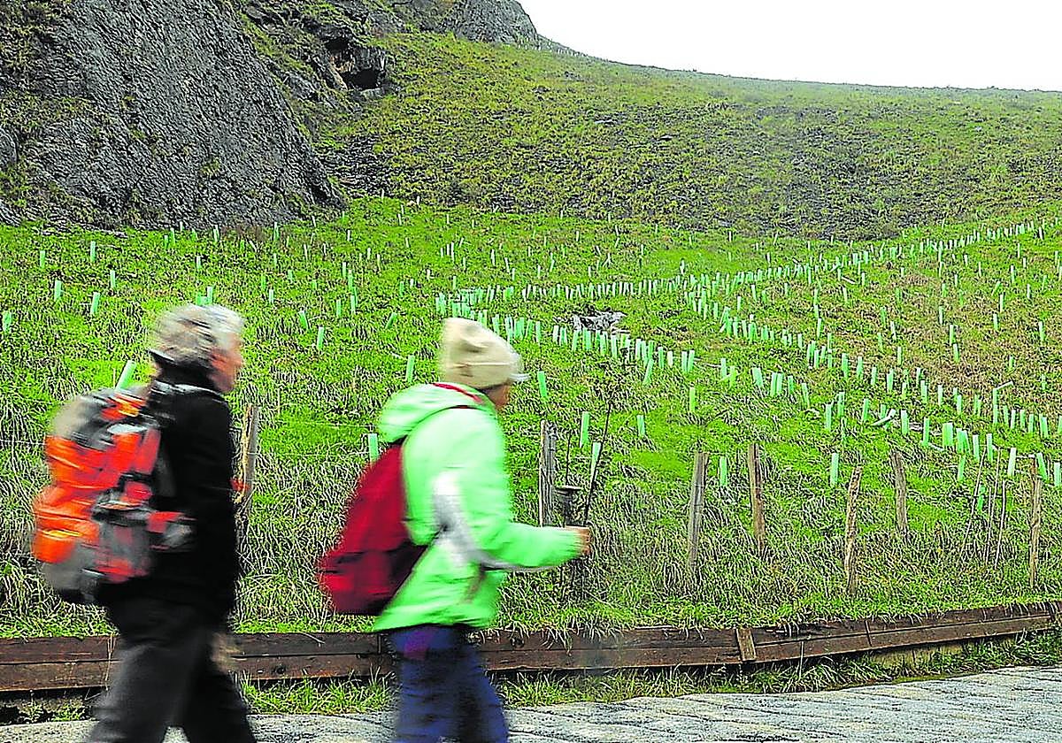 Dos caminantes pasan delante del robledal que la Diputación vizcaína plantó hace casi tres años.
