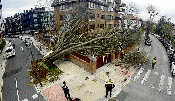 Árbol que se desplomó la primera semana de enero.