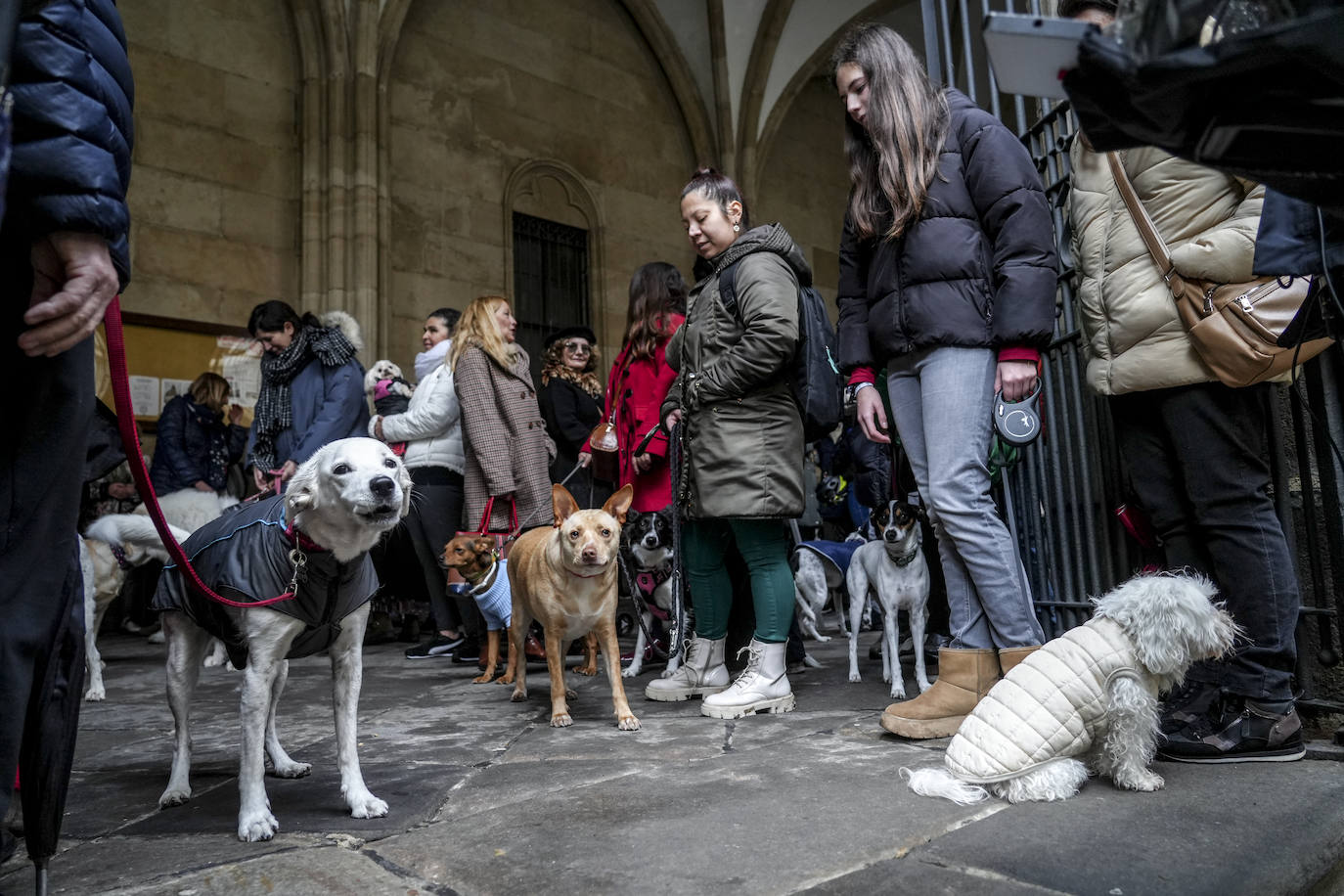 El día de San Antón en Vitoria