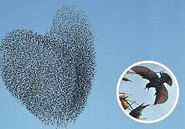 Estorninos en formación, y dos ejemplares en Getxo.