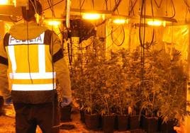 Un agente de la Policía Nacional observa parte de las plantas de marihuana que se cultivaban en el caserío.