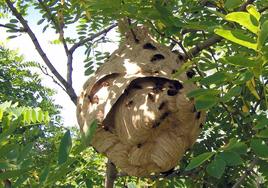 Las avispas asiáticas esperan a las abejas a la salida de las colmenas para atacarlas.