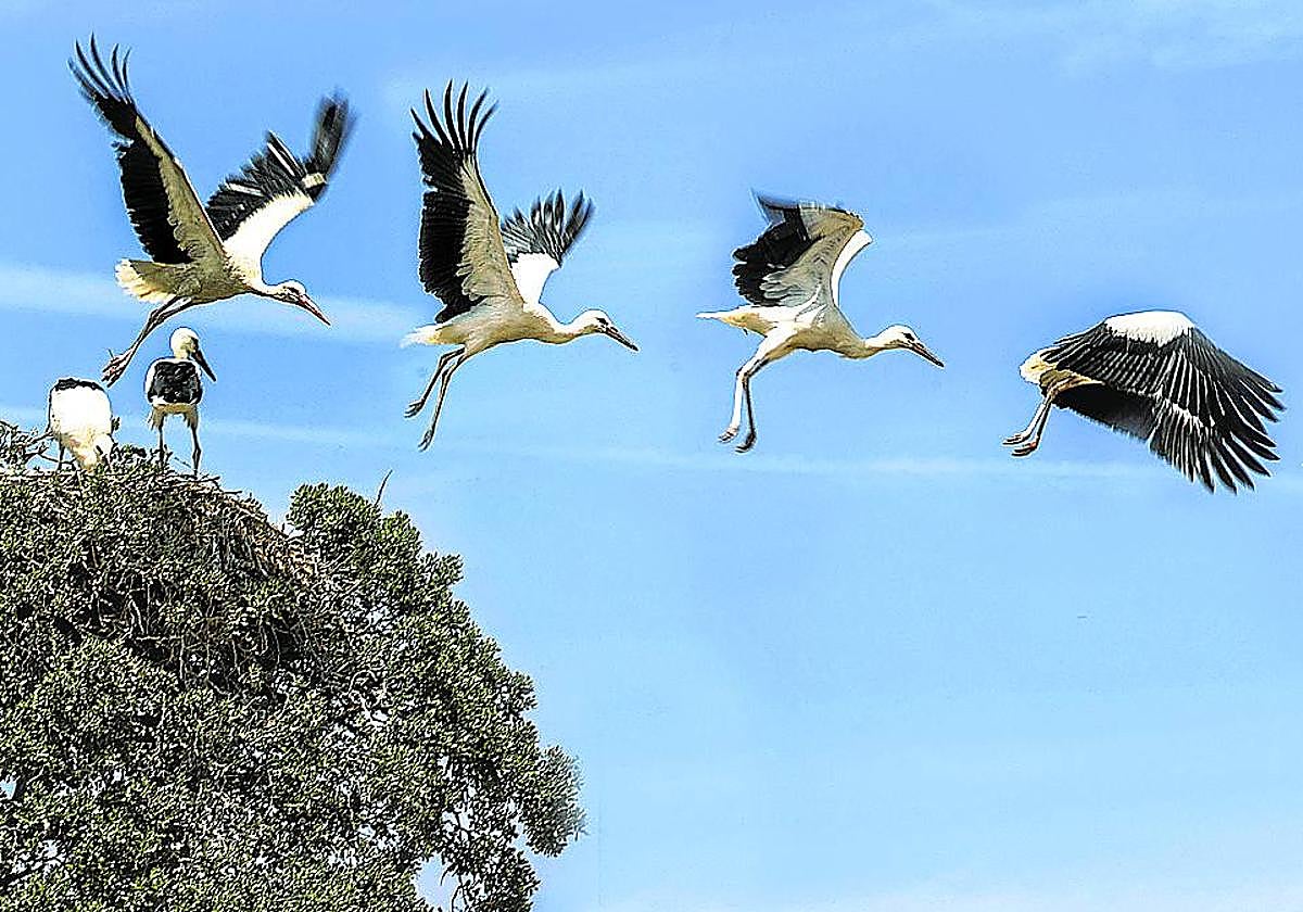 Secuencia del vuelo de una cigüeña blanca.