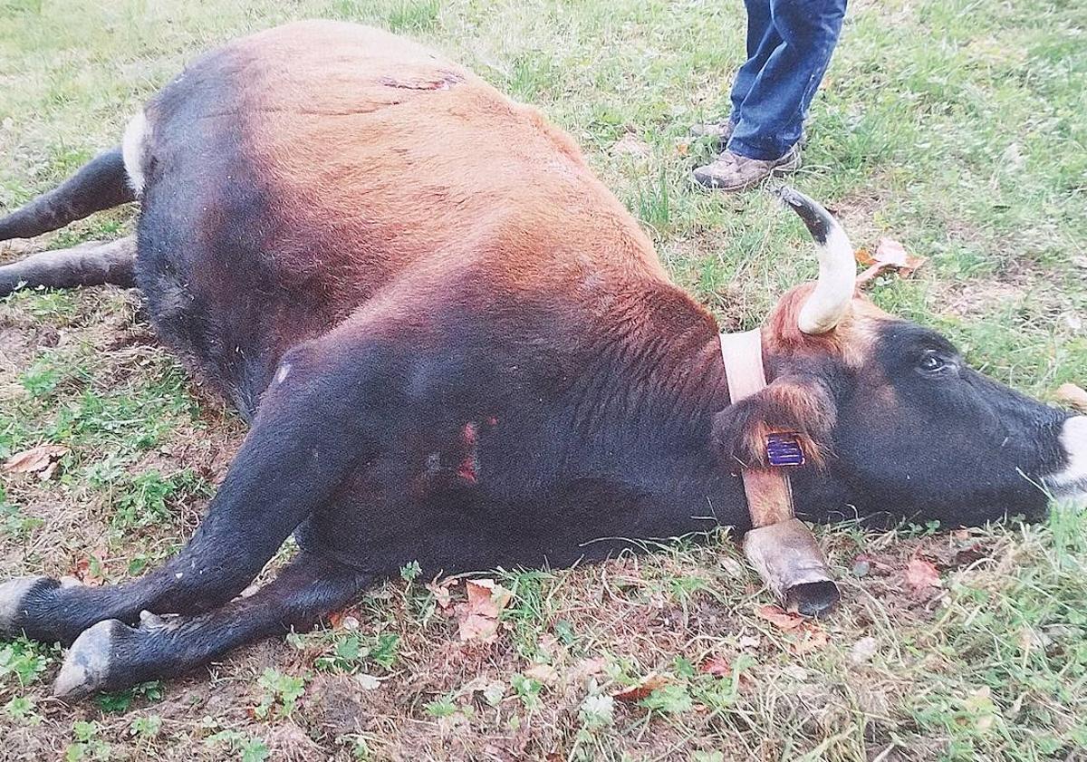 Imagen principal - «El riesgo de atropellar a un animal por la noche es altísimo»