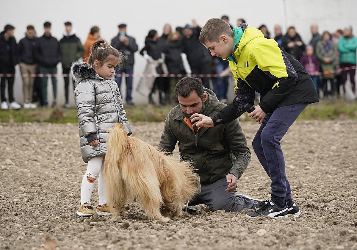 La exhibición de búsqueda de trufa es uno de los espectáculos más interesantes.