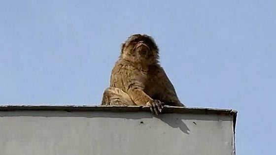 'Operación Macaco': capturan a un mono de Gibraltar que trepaba por los tejados en Cádiz