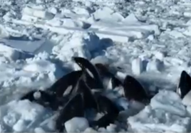 El impactante vídeo de un grupo de orcas atrapadas por el hielo en Japón