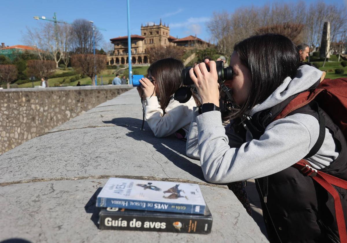 «¡Charrán patinegro en vuelo!». Los aficionados a los pájaros se reúnen en Getxo