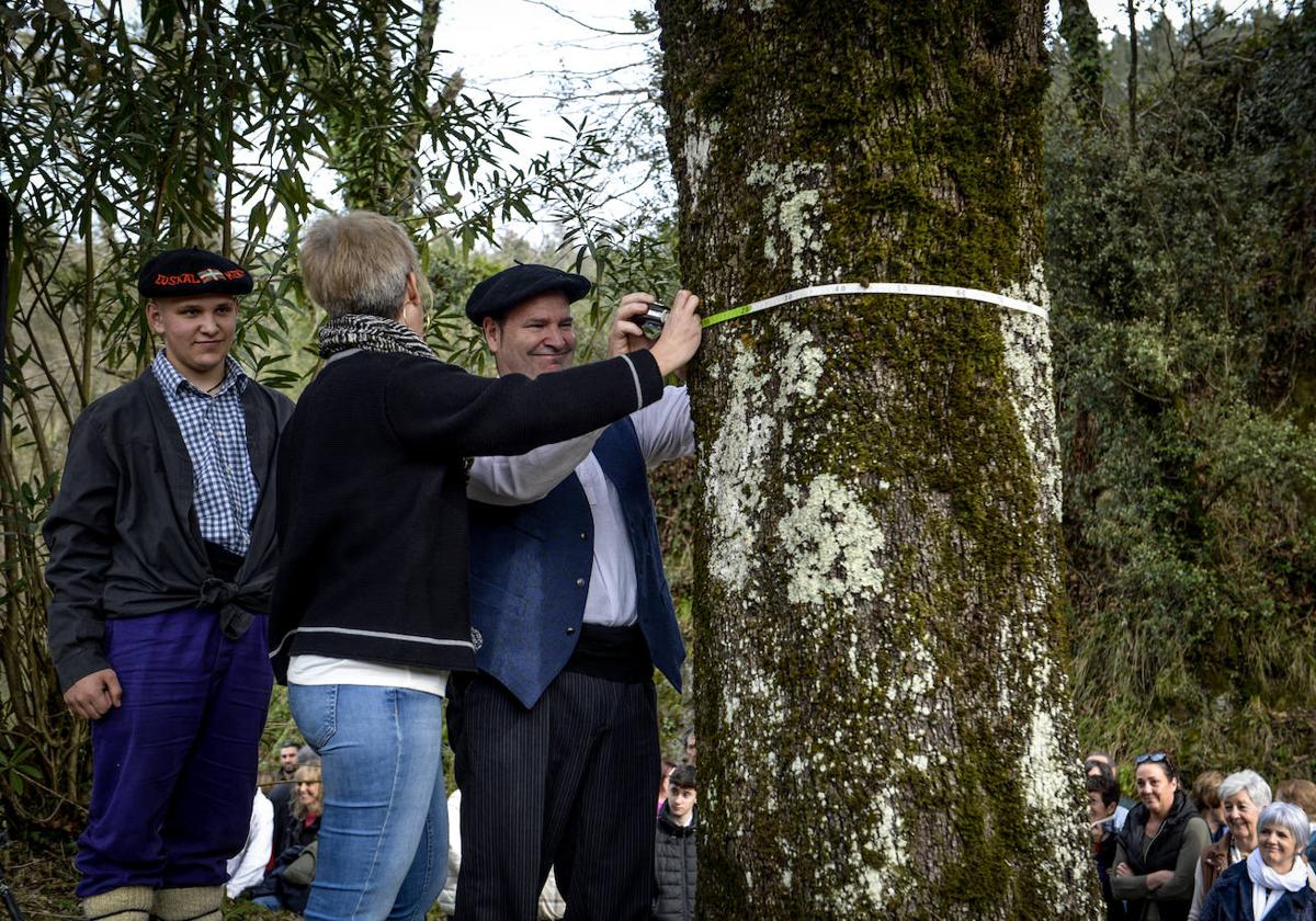 Igor Intxaurraga e Itxasne Atutxa comprueban que el árbol ha crecido un centímetro y su tronco mide 193 de circunferencia.