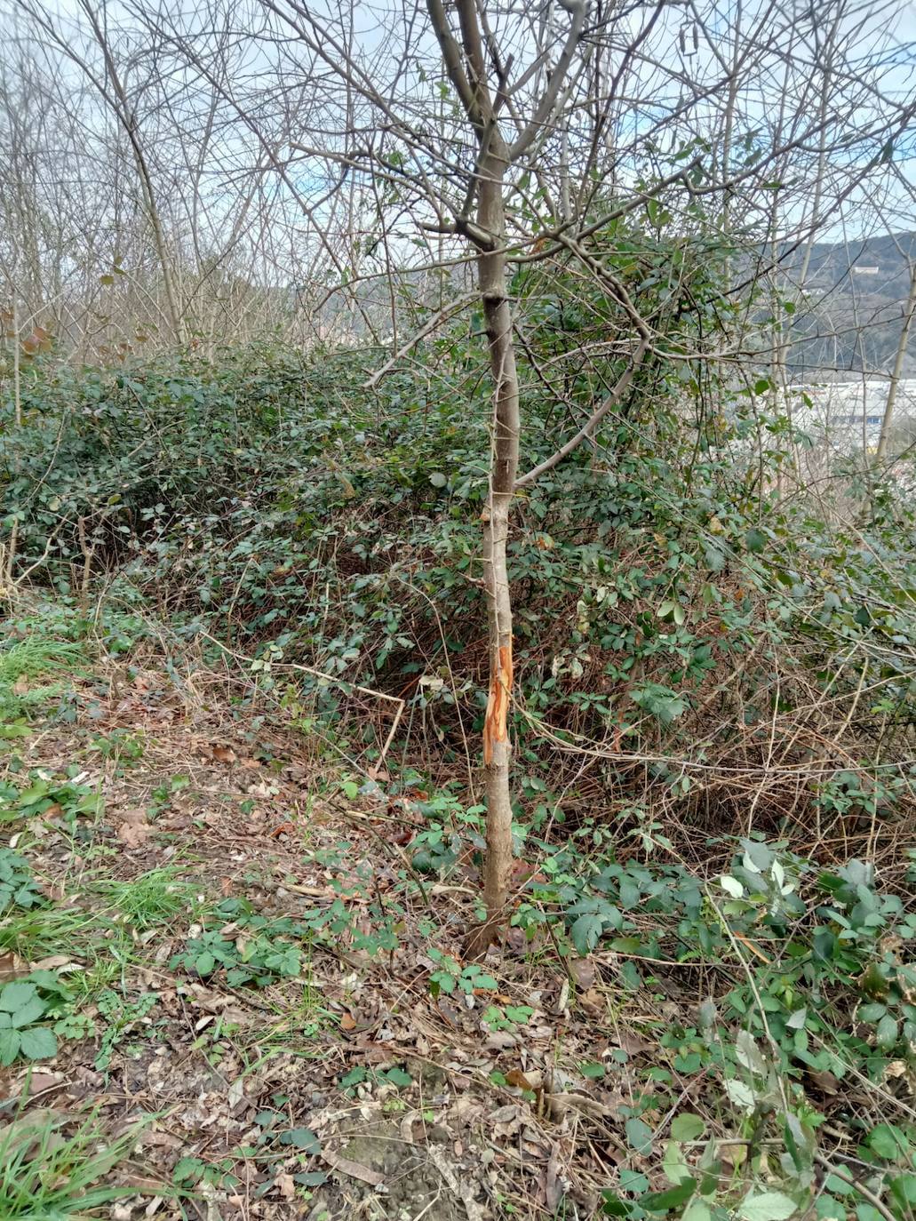 Los vándalos anillaron ejemplares para que no les lleguen nutrientes.