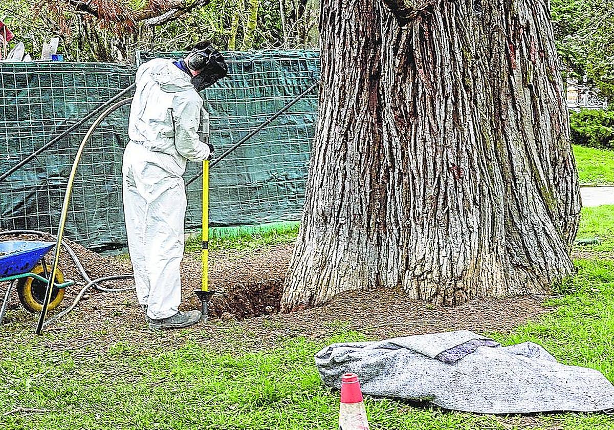 Un técnico examina las raíces de la secuoya del jardín de la Catedral Nueva. A la derecha, los estilizados plátanos del Paseo de la Senda
