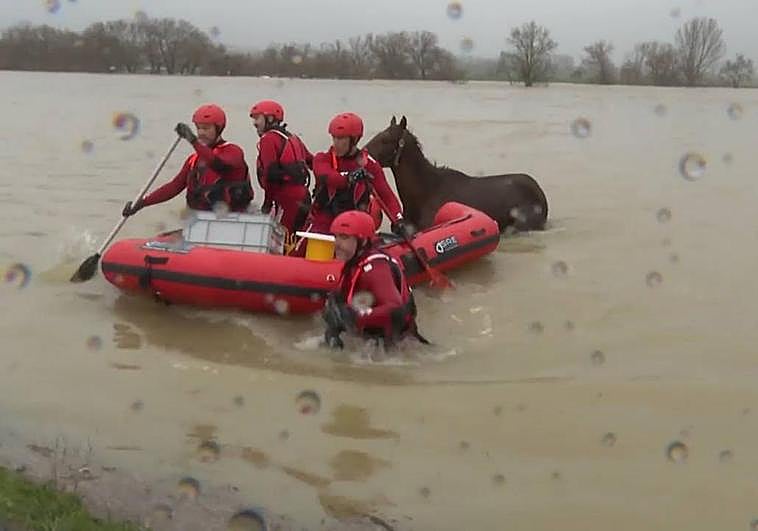 Los bomberos han rescatado a un caballo atrapado en Júndiz.