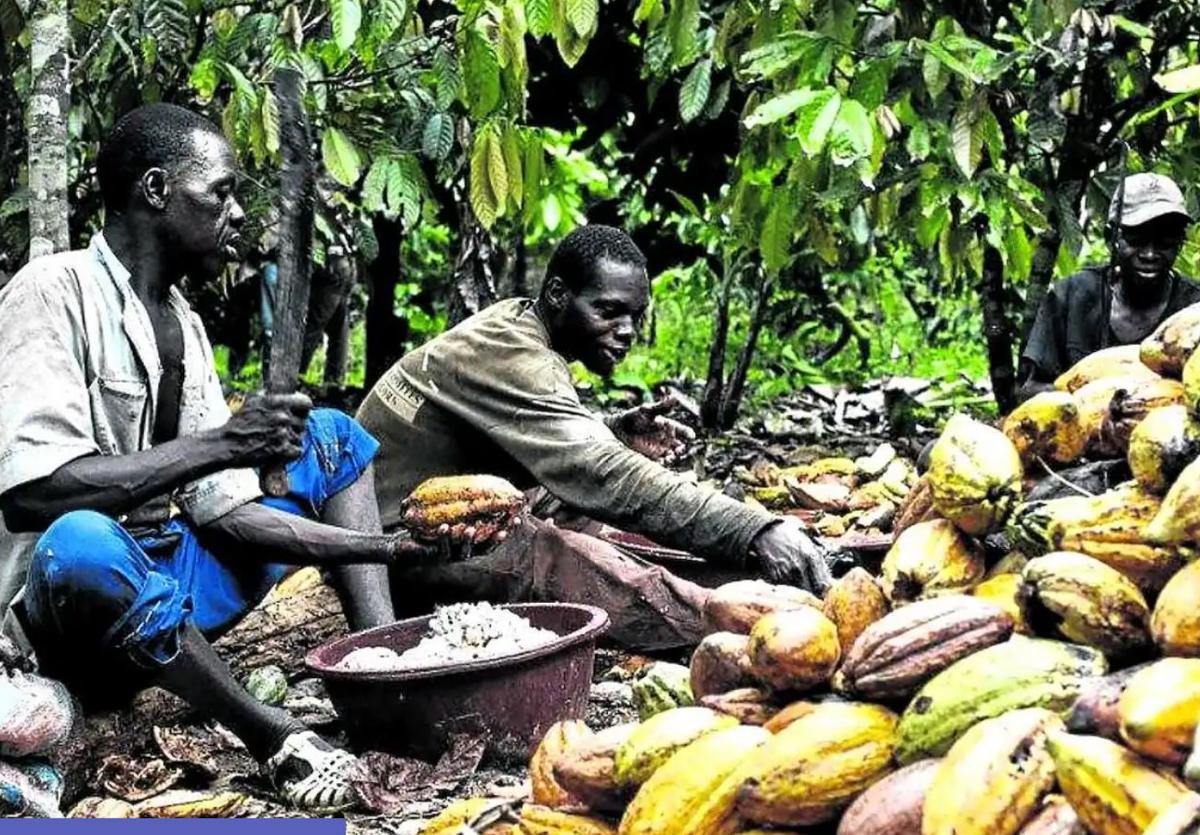 Recolectores de cacao en una plantación de Costa de Marfil.