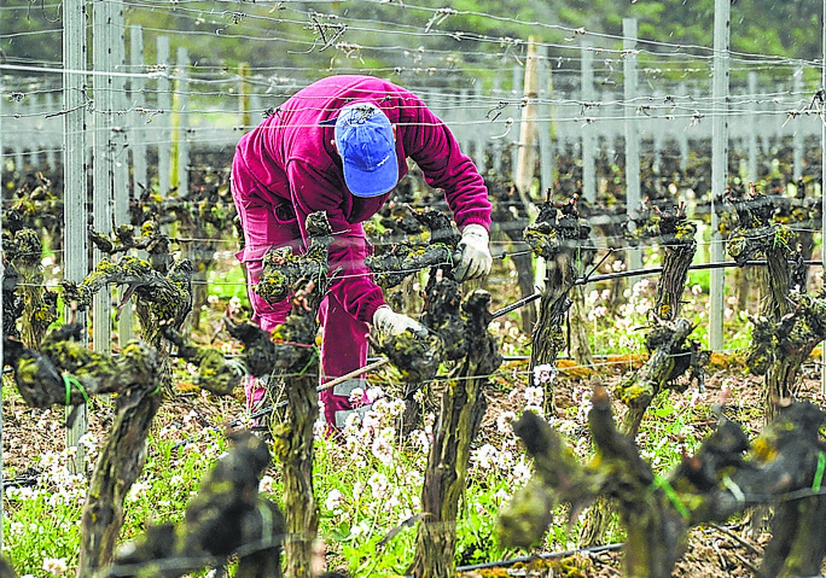 Un trabajador, ajeno a la información, en una viña de Rioja Alavesa.