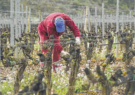 Un trabajador, ajeno a la información, en una viña de Rioja Alavesa.