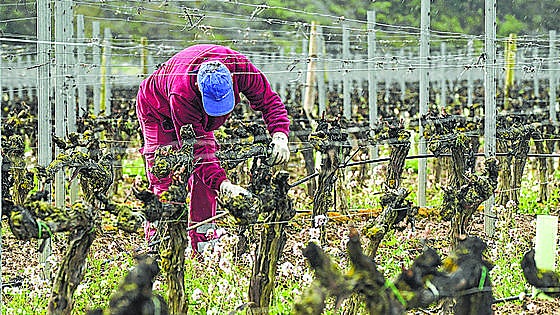 ABRA reclama la resolución del recurso sobre Viñedos de Álava para vender su vino
