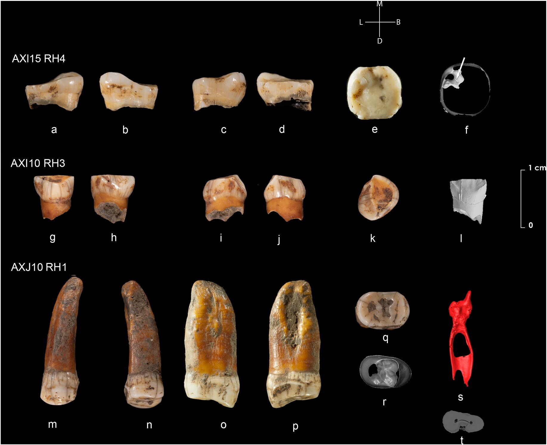 Las tres piezas dentales, que están depositadas en el Arkeologia Museoa de Bilbao