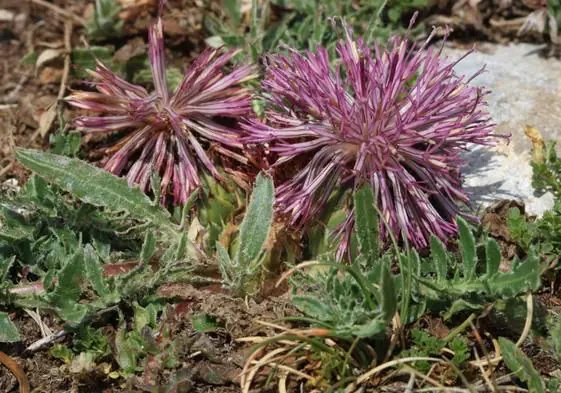 'Centaurea alejandrei'.