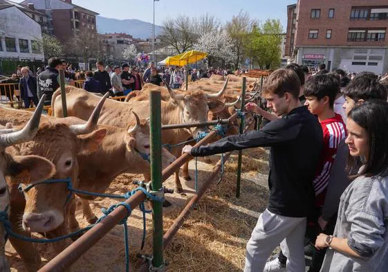 El ganado que se presentó en la feria de Viernes de Dolores fue espectacular, los mejores ejemplares de toda la comarca.