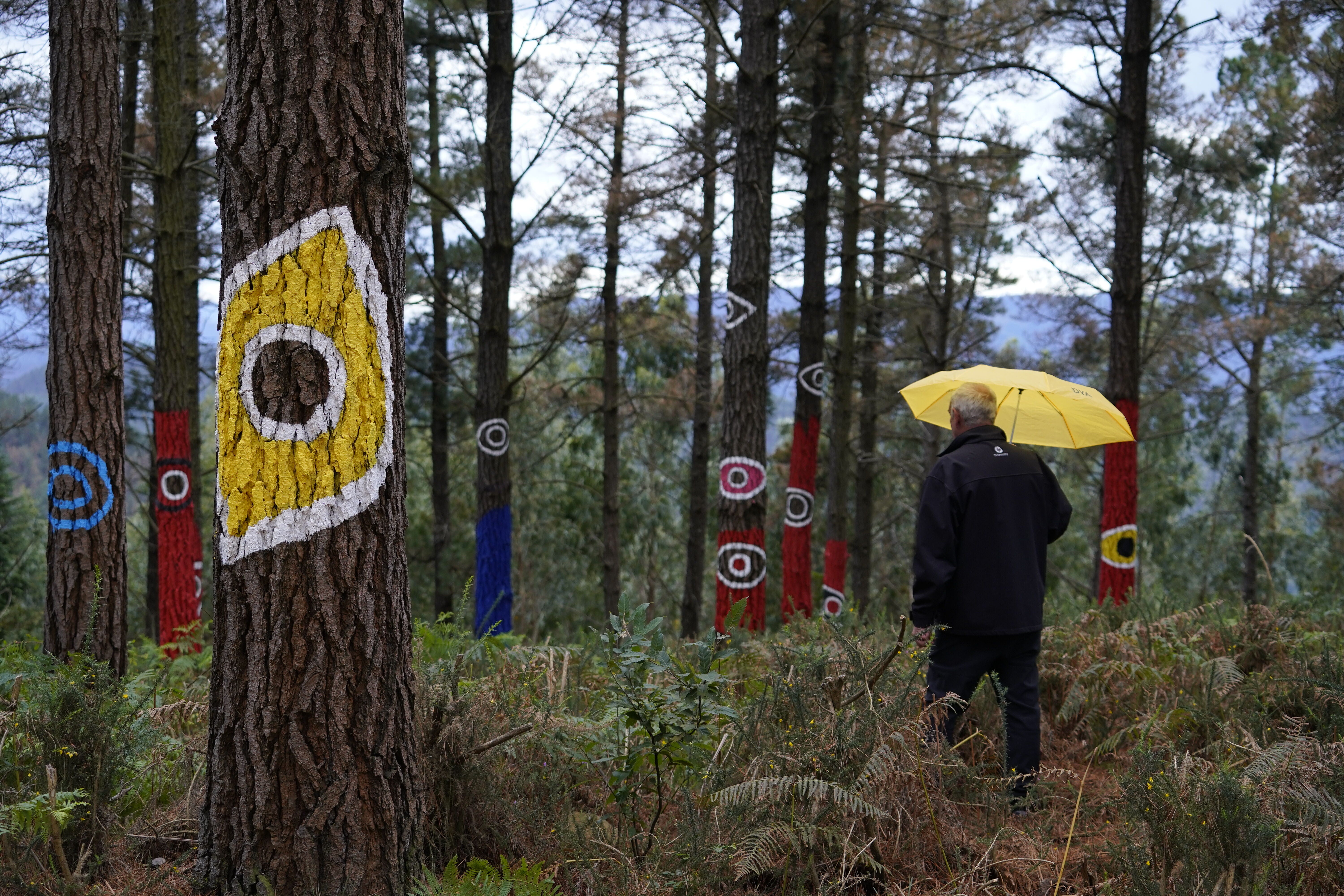 Un hombre visita el icónico bosque de Oma de Kortezubi, obra del artista vasco Agustín Ibarrola.