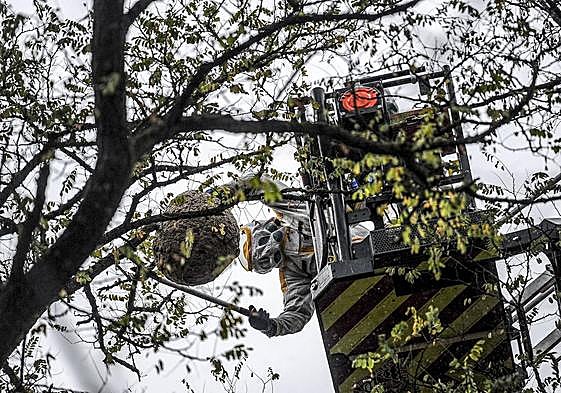 Un bombero retira un nido de la avispa asiática