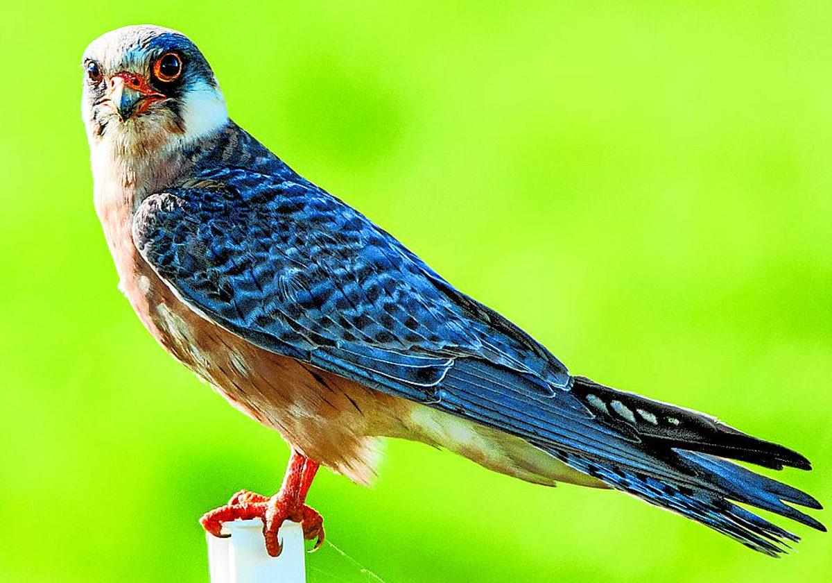 Ejemplar de alcotán europeo.