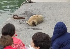 La foca 'Gorri' ante su público.
