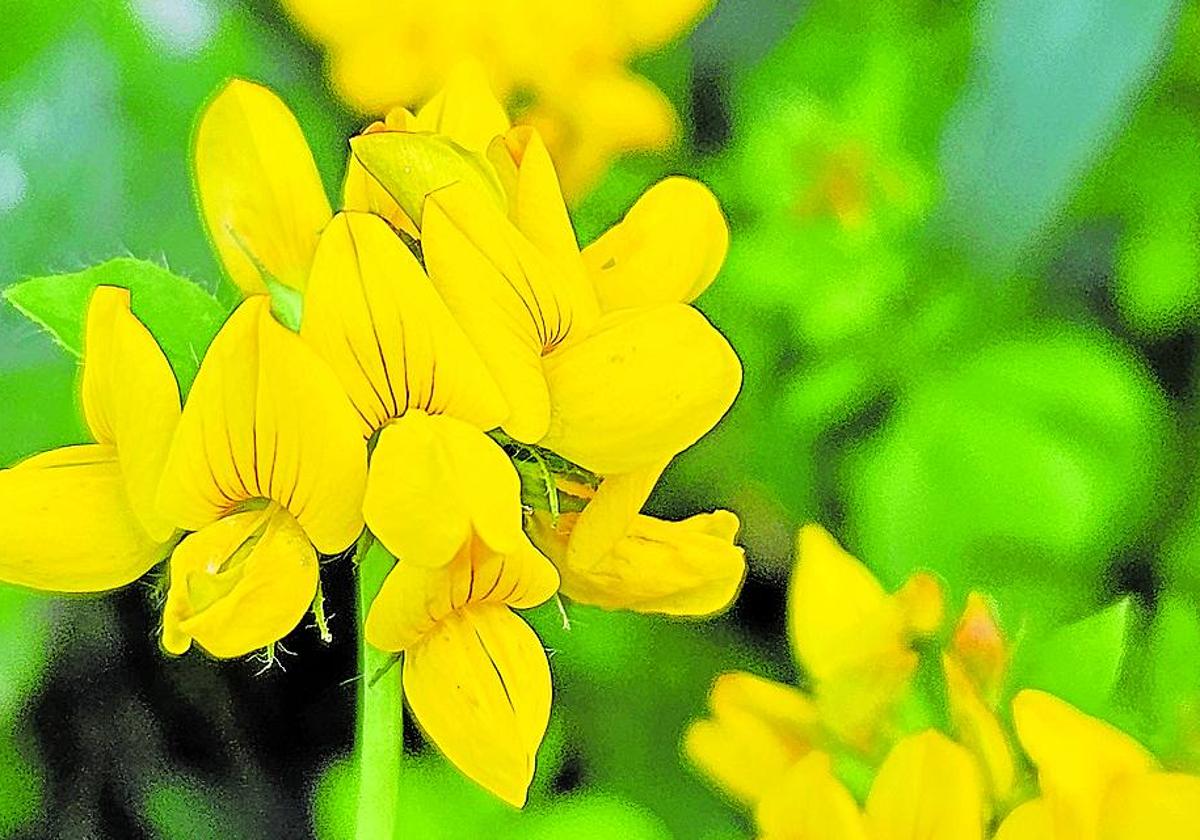 De un amarillo intenso, esta especie florece de abril a septiembre.