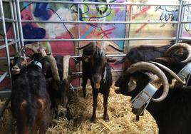 Imagen de una edición pasada de la feria agrícola y ganadera de Ortuella.