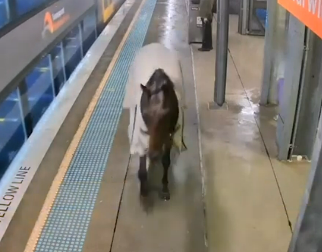 Un caballo irrumpe en una estación de tren de Sydney