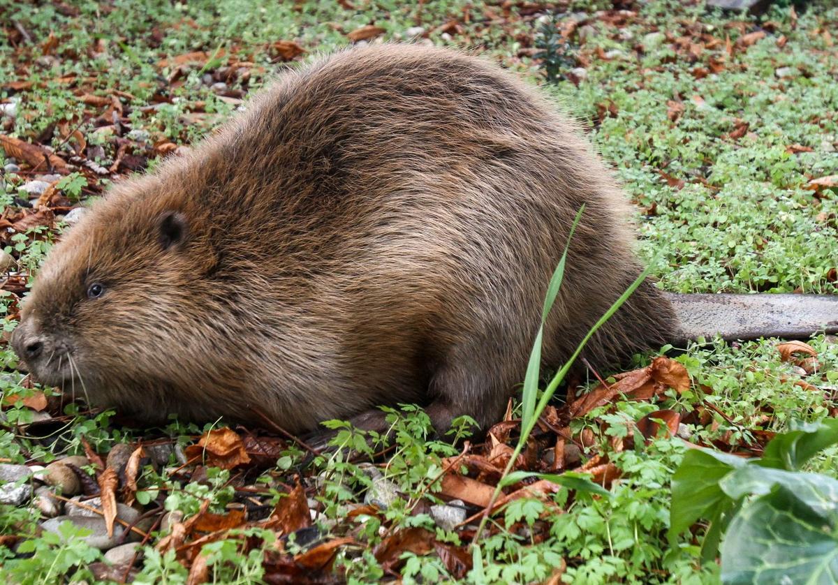 Un ejemplar de castor europeo con su peculiar cola plana.