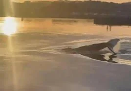 Una ballena de paseo por el puerto de Santoña